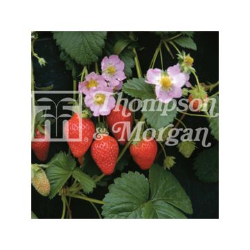 Fragola Florian