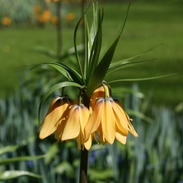 Fritillaria imperialis Vivaldi - Corona imperiale