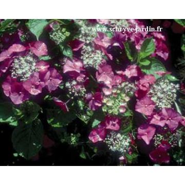 Hydrangea macrophylla Geoffrey Chabdun - Ortensia