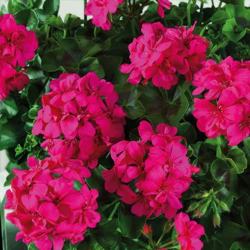 Geranio edera Big 5 Neon Pink
