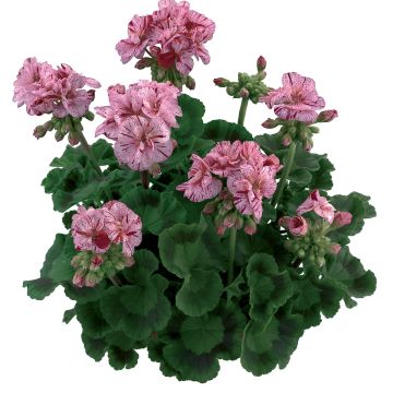 Geranio zonale Flic Flac Violet Nova