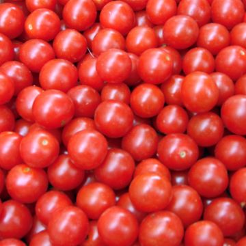 Pomodoro ciliegino/datterino Crokini F1 (semi)