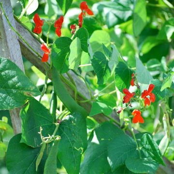 Fagiolo rampicante Scarlet Emperor Bio - Ferme de Sainte Marthe