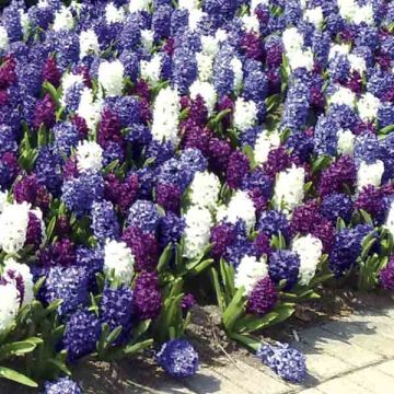 Armonia Giacinti Oceano Armonia Giacinti Oceano