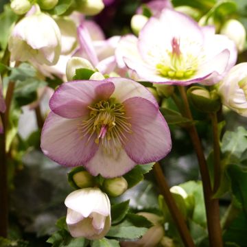 Helleborus HGC Ice N' Roses Picotee - Elleboro