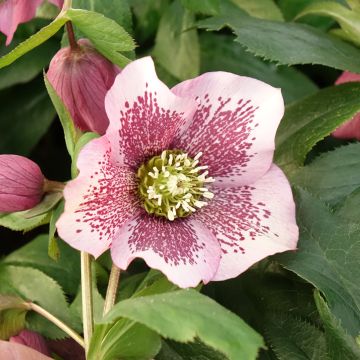 Helleborus ViV Celestina - Elleboro