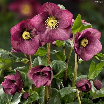 Helleborus lemperii HGC Leila - Elleboro