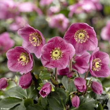 Helleborus lemperii HGC Liah - Elleboro