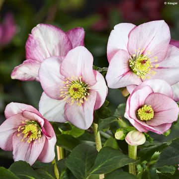 Helleborus lemperii HGC Liara - Elleboro
