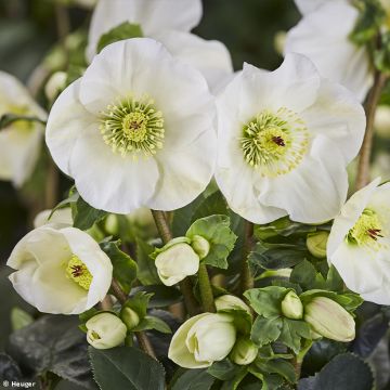 Helleborus lemperii HGC Linn - Elleboro