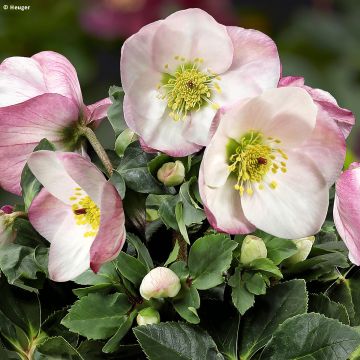 Helleborus lemperii HGC Lola - Elleboro