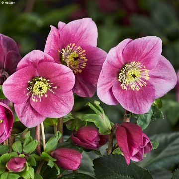 Helleborus lemperii HGC Lulu - Elleboro