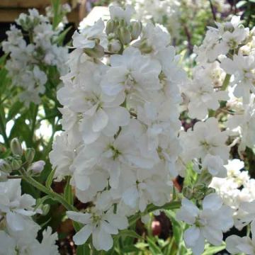 Hesperis matronalis Flore Pleno - Violaciocca antoniana