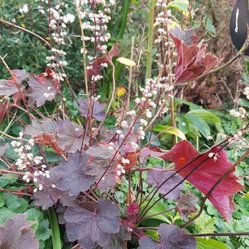 Heuchera Dark Magic Heuchera Dark Magic