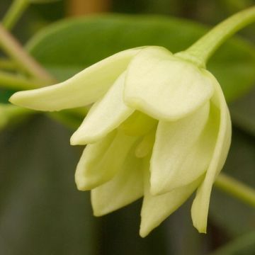 Holboellia latifolia - Vite salsiccia