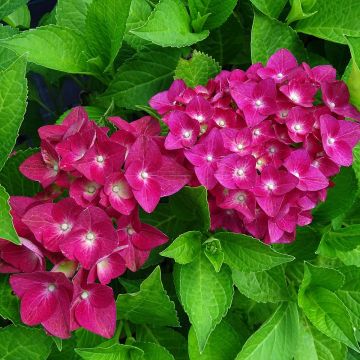 Hydrangea macrophylla Green shadow - Ortensia