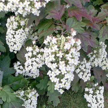 Hydrangea quercifolia Applause - Ortensia a foglie di quercia