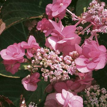 Hydrangea serrata Santiago - Ortensia