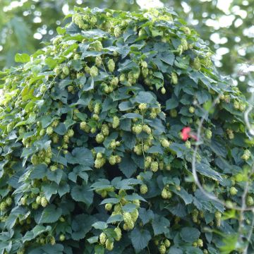 Luppolo - Humulus lupulus Luppolo - Humulus lupulus
