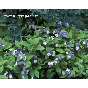 Hydrangea macrophylla Spreading beauty - Ortensia