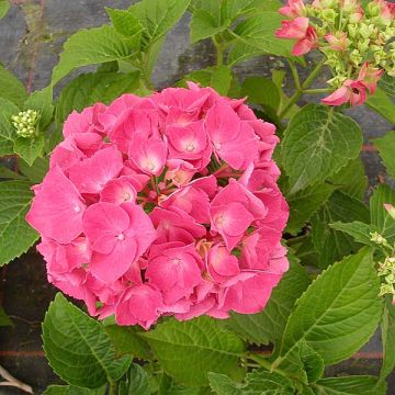 Hydrangea macrophylla Glowing Amber - Ortensia