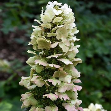 Hydrangea quercifolia Munchkin - Ortensia a foglie di quercia