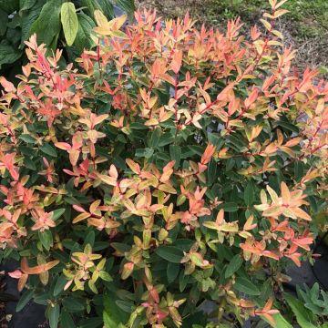 Hypericum Radiance - Iperico