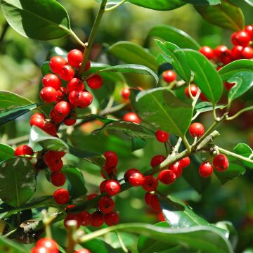 Ilex rotunda Red Dot - Agrifoglio
