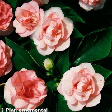 Impatiens Double Walleriana saumon - Fiore di vetro