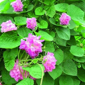 Ipomoea rubrocaerulea Rosa Volant