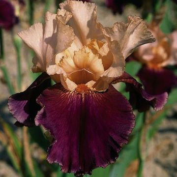 Iris germanica Double Espoir - Giaggiolo paonazzo