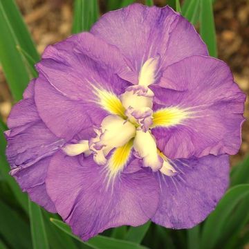 Iris ensata Center of Interest - Iris giapponese
