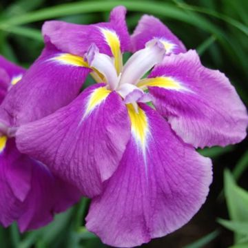 Iris ensata Sensation - Iris giapponese