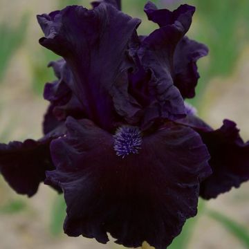 Iris germanica Obsidian - Giaggiolo paonazzo
