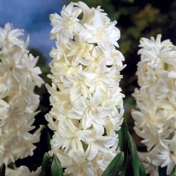 Giacinto Madame Sophie - Hyacinthus