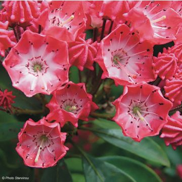 Kalmia latifolia Pinkobello - Alloro di montagna