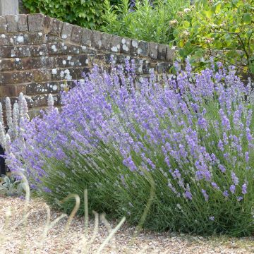 Lavandula angustifolia Munstead - Lavanda vera