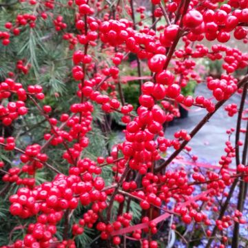 Ilex verticillata - Agrifoglio