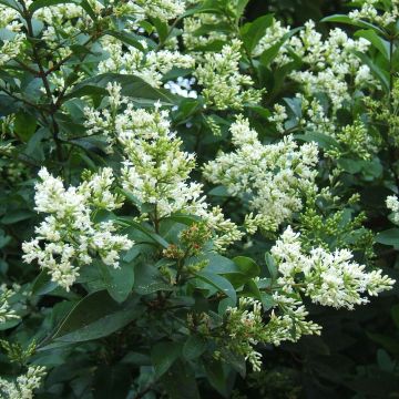 Ligustro a foglie ovali - Ligustrum ovalifolium