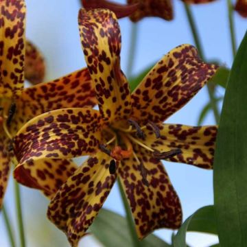 Lilium canadense - Giglio del Canada