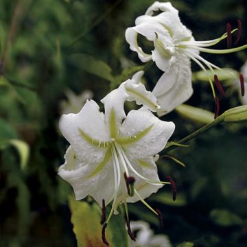Lilium speciosum var. album Var. Album - Giglio giapponese