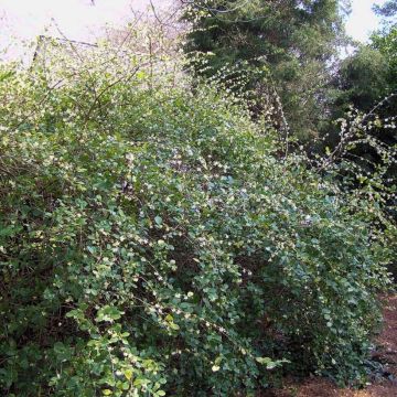 Lonicera fragrantissima - Caprifoglio odoroso