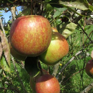 Melo Braeburn Melo Braeburn