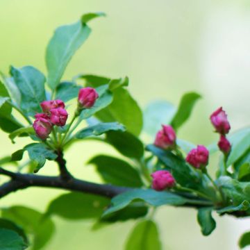 Malus toringo - Melo da fiore