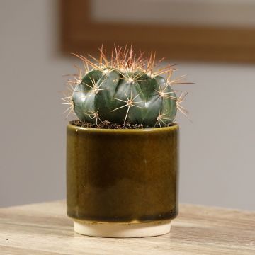 Cactus- Melocactus azureus