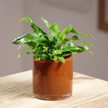 Microsorum pteropus - Felce di Giava