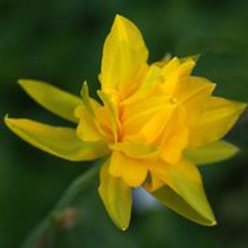 Narciso Campernelle