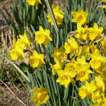 Narciso trombone Obvallaris