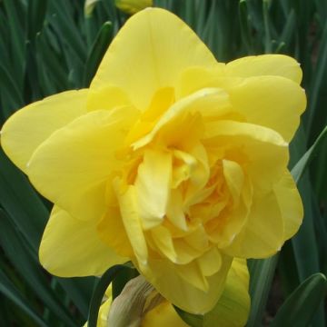 Narciso a fiore doppio Sherborn