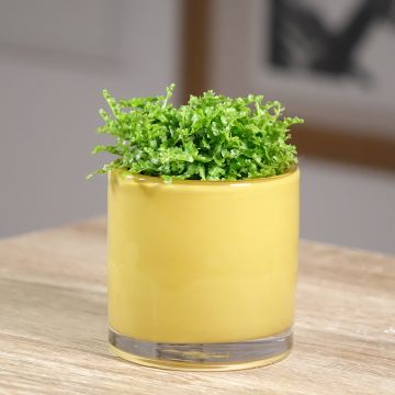 Felce di Boston Fluffy Ruffle - Nephrolepis exaltata